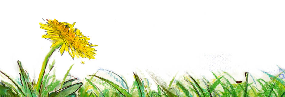 die Pusteblume